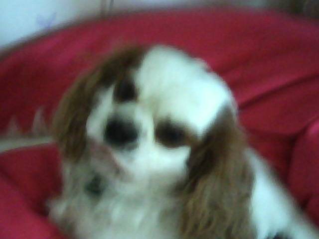 choupi - Cavalier King Charles Spaniel Mâle