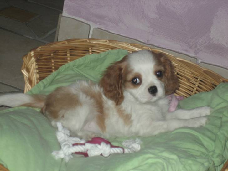 Diva - Cavalier King Charles Spaniel Femelle (9 mois)