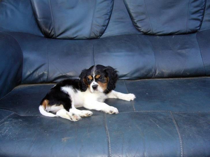 diesel - Cavalier King Charles Spaniel Mâle (8 mois)