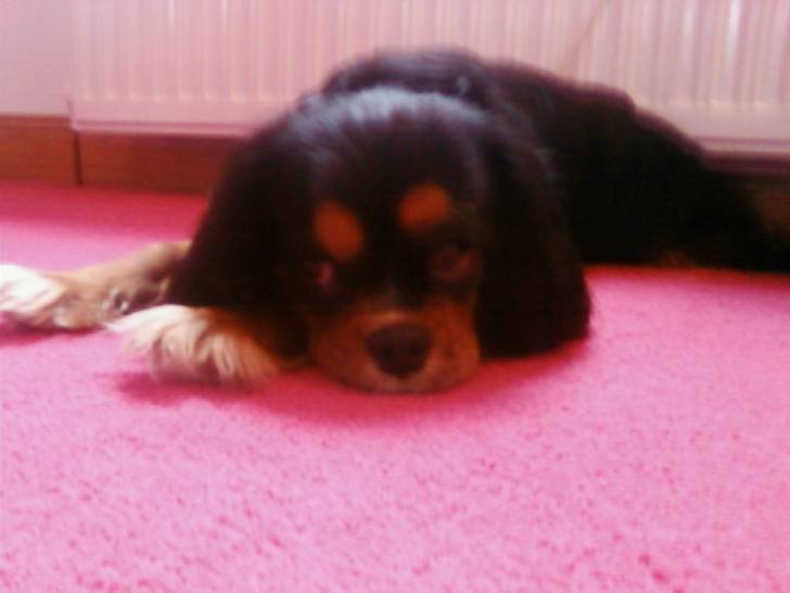 Rocky - Cavalier King Charles Spaniel Mâle (4 ans)
