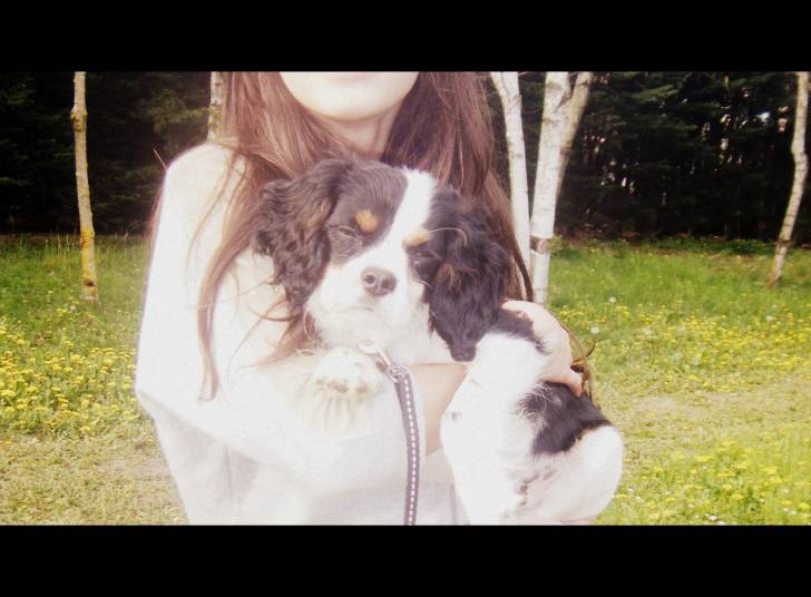Looping - Cavalier King Charles Spaniel Mâle (6 mois)