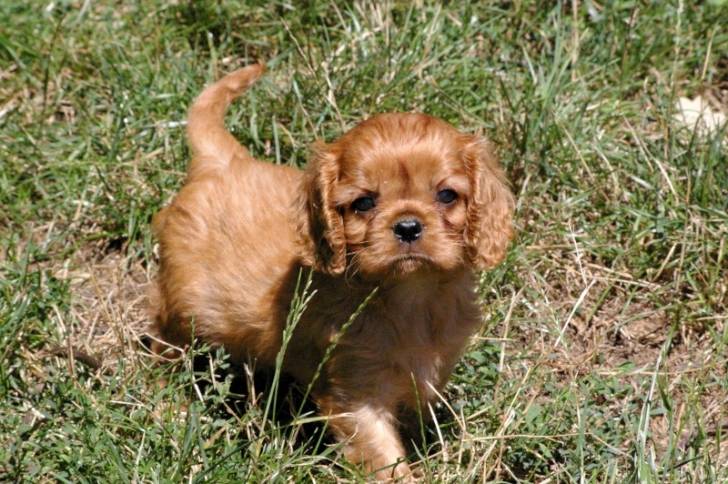 Bella - Cavalier King Charles Spaniel Femelle (6 mois)