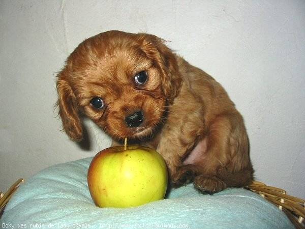 Bella - Cavalier King Charles Spaniel Femelle (6 mois)