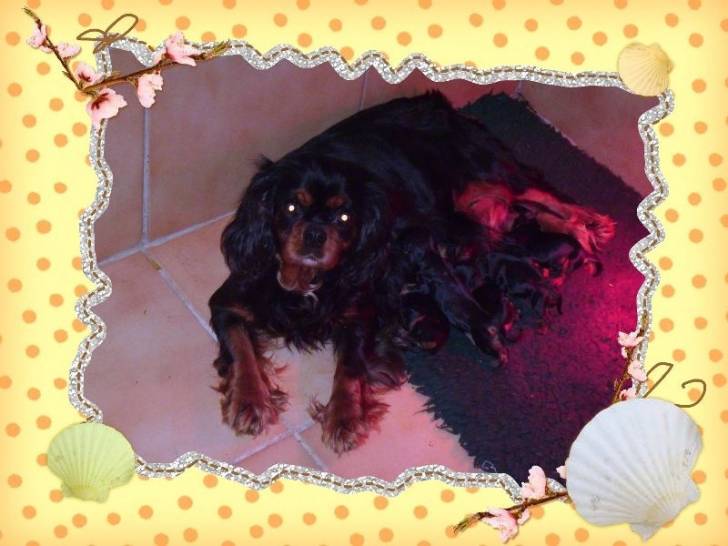 Ashley et ses chiot - Cavalier King Charles Spaniel Femelle