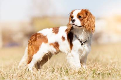 Un Cavalier King Charles Spaniel sur une surface herbacée et portant un collier autour du cou