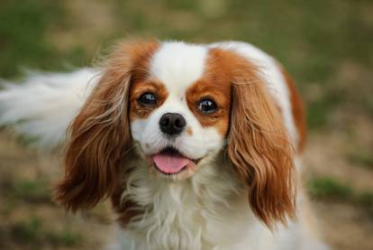 Un Cavalier King Charles Spaniel regardant vers la caméra