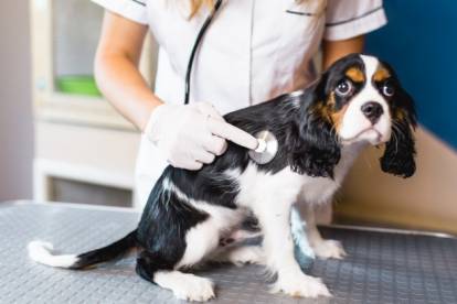 Un Cavalier King Charles Spaniel assis sur une table et se faisant examiner par un vétérinaire