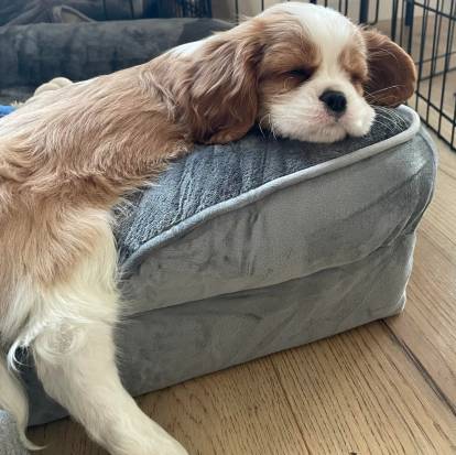 Un Cavalier King Charles Spaniel allongé et semblant dormir