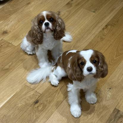 Deux Cavalier King Charles Spaniel assis sur un plancher et regardant vers la caméra