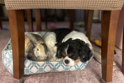 Un Cavalier King Charles Spaniel allongé dans un panier à côté d'un lapin 