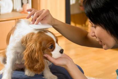 Un Cavalier King Charles Spaniel se faisant brosser les poils par sa maîtresse
