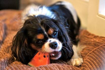 Un Cavalier King Charles Spaniel allongé et croquant une tranche de pastèque