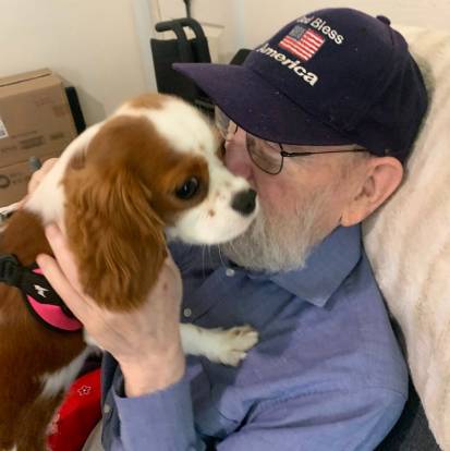 Un Cavalier King Charles Spaniel dans les mains d'un homme âgé 