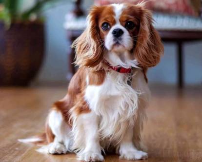 Un Cavalier King Charles Spaniel assis sur un plancher et portant un collier autour du cou