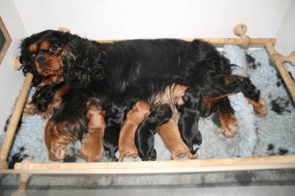 Une chienne Cavalier King Charles Spaniel allongé dans un panier et allaitant ses petits