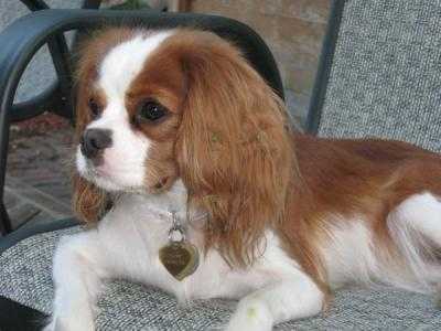 Charly - Cavalier King Charles Spaniel Mâle (6 mois)