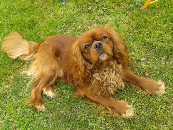 Jet - Cavalier King Charles Spaniel Mâle (1 an)
