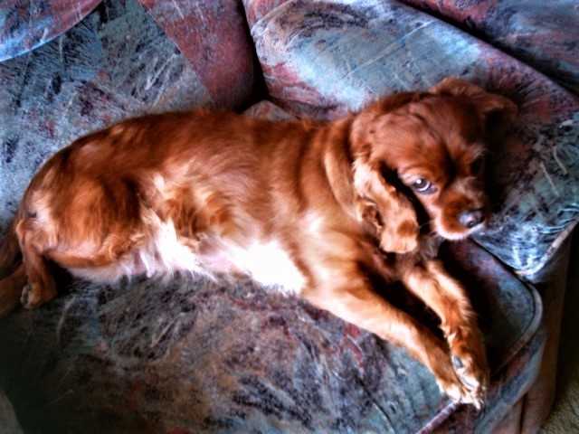 Susi - Cavalier King Charles Spaniel Femelle (9 ans)