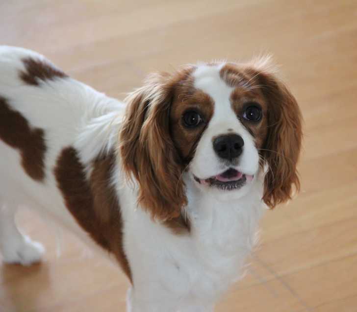 Le Cavalier King Charles