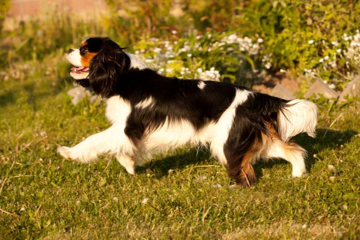 Photo Cavalier King Charles Spaniel