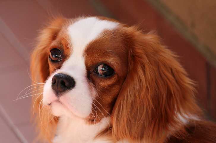Le Cavalier King Charles
