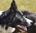 kira - Cane Lupino del Gigante