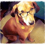 Myra - Cane Lupino del Gigante (7 ans)