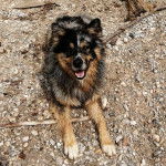 Un Cane di Oropa allongé sur une surface rocailleuse et ayant la gueule ouverte 