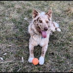Un Cane di Oropa allongé sur un terrain herbeux et ayant la langue pendante 