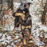 Un Cane di Oropa sur un sol jonchés de feuilles mortes et portant un collier autour du cou