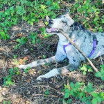 Un Cane di Oropa portant un harnais et ayant un bâton dans sa gueule 