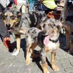 Deux Cane di Oropa sur un sol pavé et qui sont tous deux tenus en laisse 