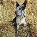 Un Cane di Oropa assis sur un terrain herbeux 