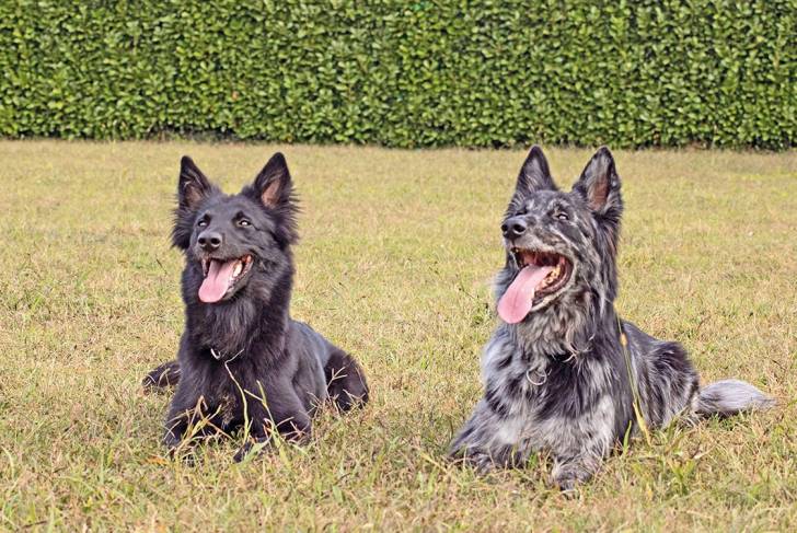 Deux Cane di Oropa allongés sur une surface herbacée et ayant tous deux la langue pendante 