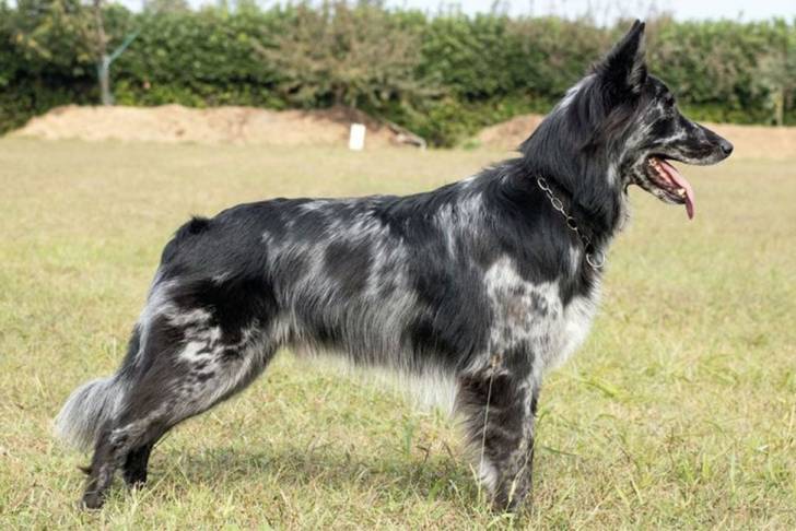Un Cane di Oropa portant un collier autour du cou et ayant la langue pendante 