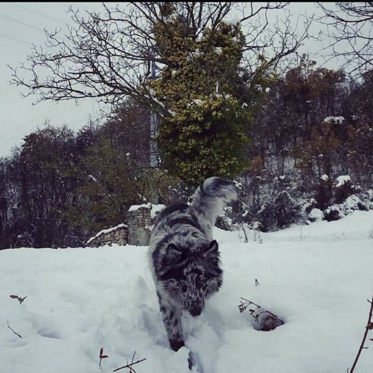 Un Cane di Oropa marchant sur une surface enneigée 