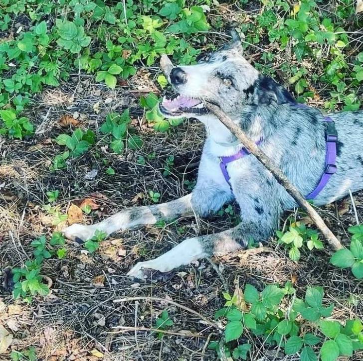 Un Cane di Oropa portant un harnais et ayant un bâton dans sa gueule 