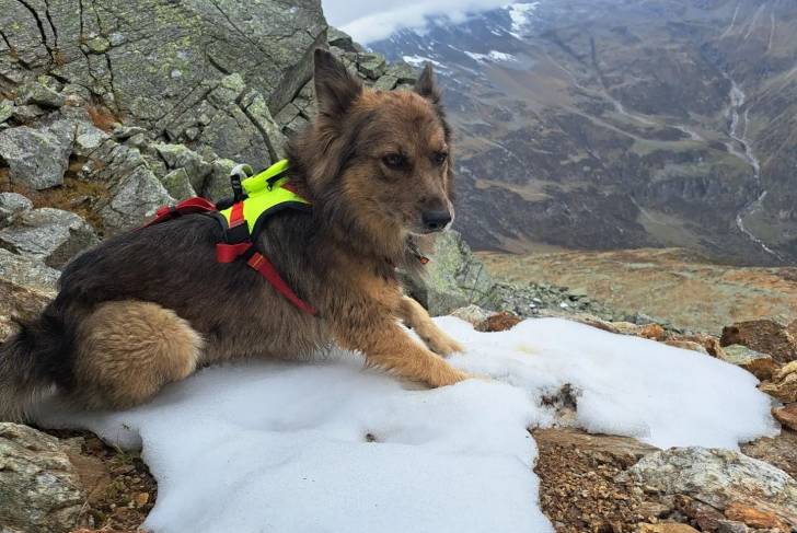 Un Cane di Oropa allongé dans la mousse et portant un harnais 