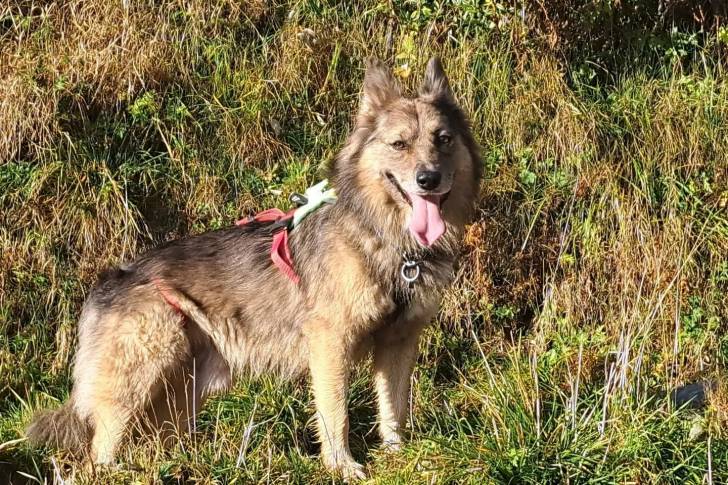 Un Cane di Oropa ayant la langue pendante et portant un collier autour du cou