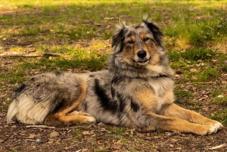 Un Cane di Oropa allongé sur un sol jonchés de feuilles mortes 