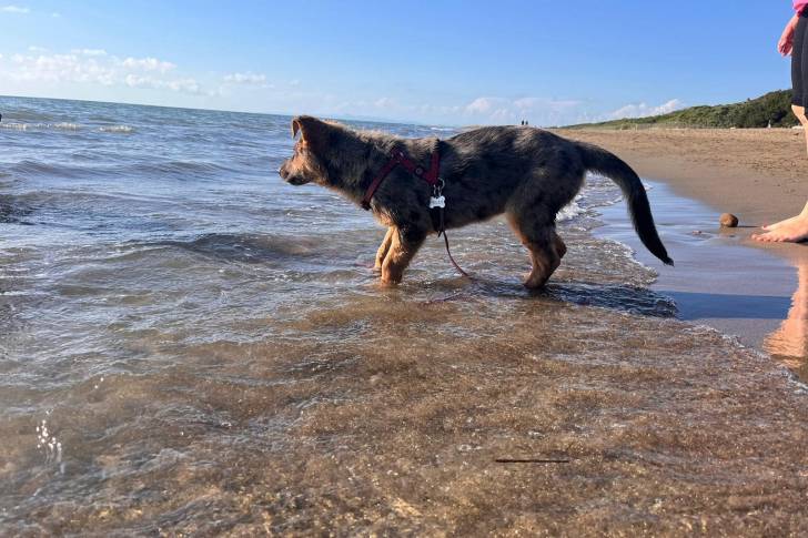 Un Cane di Oropa dans l'eau de mer et qui est tenu en laisse 