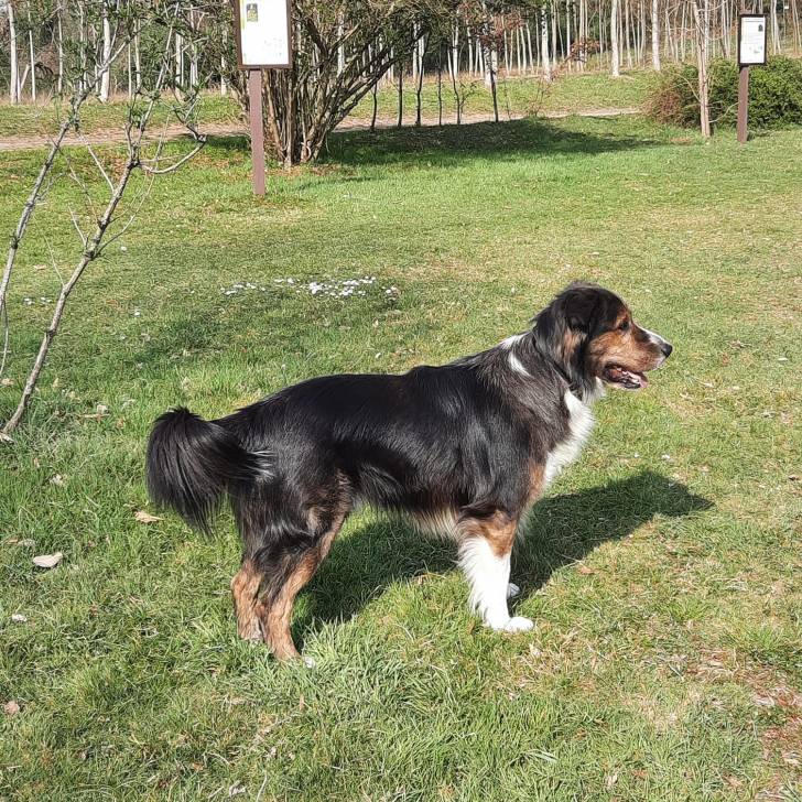 Un Cane di Oropa sur une surface gazonnée et semblant détendu