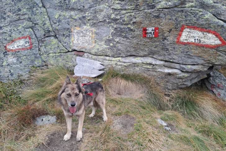 Un Cane di Oropa sur un terrain herbeux et ayant la langue pendante 