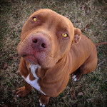 Shasta - Cane di Mannara Mâle (2 ans)