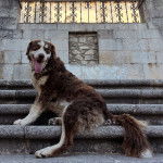Un Cane di Mannara assis sur une marche d'escaliers 