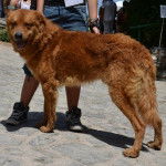 Un Cane di Mannara sur un sol pavé et semblant détendu 