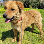 Un Cane di Mannara sur une surface gazonnée et qui est tenu en laisse 