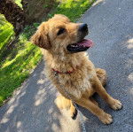 Un Cane di Mannara sur une surface bitumée et qui est tenu en laisse 