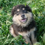 Un Cane di Mannara assis sur un terrain herbeux 