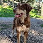 Un Cane di Mannara sur des gravillons et semblant détendu 